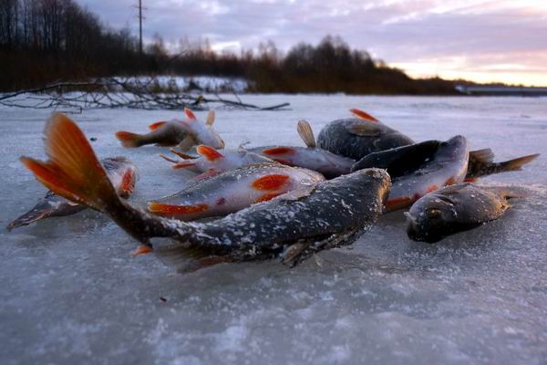 Житель Алтайского края предстанет перед судом за незаконный вылов ценных видов водных биоресурсов.