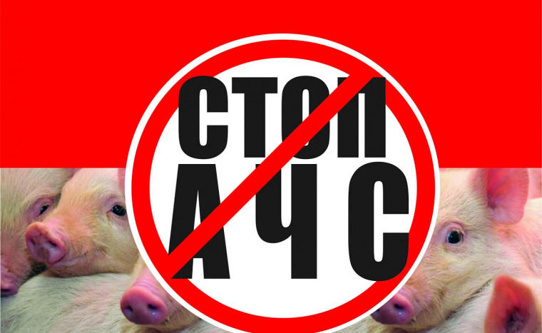 Африканская чума свиней. Африканская чума свиней.